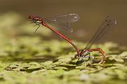 Fruehe Adonisjungfer - Pyrrhosoma nymphula - Eiablage