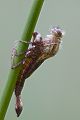 Fruehe Adonisjungfer - Pyrrhosoma nymphula