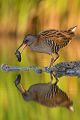 Wasserralle - Rallus aquaticus Pullus pullin Rallenvoegel Voegel Kranichvoegel Rallus Sachsen 