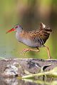 Wasserralle - Rallus aquaticus Pullus pullin Rallenvoegel Voegel Kranichvoegel Rallus Sachsen 