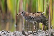 Wasserralle - Rallus aquaticus Pullus pullin Rallenvoegel Voegel Kranichvoegel Rallus Sachsen 