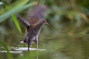 Wasserralle - Rallus aquaticus Pullus pullin Rallenvoegel Voegel Kranichvoegel Rallus Sachsen 