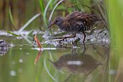 Wasserralle - Rallus aquaticus Pullus pullin Rallenvoegel Voegel Kranichvoegel Rallus Sachsen 