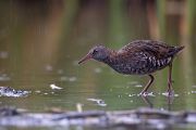 Wasserralle - Rallus aquaticus Pullus pullin Rallenvoegel Voegel Kranichvoegel Rallus Sachsen 