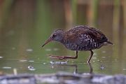 Wasserralle - Rallus aquaticus Pullus pullin Rallenvoegel Voegel Kranichvoegel Rallus Sachsen 