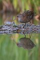 Wasserralle - Rallus aquaticus Pullus pullin Rallenvoegel Voegel Kranichvoegel Rallus Sachsen 