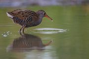 Wasserralle - Rallus aquaticus Pullus pullin Rallenvoegel Voegel Kranichvoegel Rallus Sachsen 