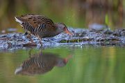 Wasserralle - Rallus aquaticus Pullus pullin Rallenvoegel Voegel Kranichvoegel Rallus Sachsen 