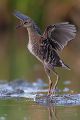 Wasserralle - Rallus aquaticus Pullus pullin Rallenvoegel Voegel Kranichvoegel Rallus Sachsen 