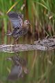Wasserralle - Rallus aquaticus Pullus pullin Rallenvoegel Voegel Kranichvoegel Rallus Sachsen 