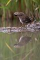 Wasserralle - Rallus aquaticus Pullus pullin Rallenvoegel Voegel Kranichvoegel Rallus Sachsen 