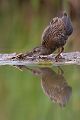 Wasserralle - Rallus aquaticus Pullus pullin Rallenvoegel Voegel Kranichvoegel Rallus Sachsen 