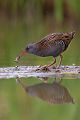 Wasserralle - Rallus aquaticus Pullus pullin Rallenvoegel Voegel Kranichvoegel Rallus Sachsen 