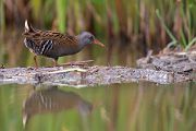 Wasserralle - Rallus aquaticus Pullus pullin Rallenvoegel Voegel Kranichvoegel Rallus Sachsen 