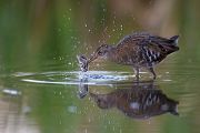 Wasserralle - Rallus aquaticus Pullus pullin Rallenvoegel Voegel Kranichvoegel Rallus Sachsen 