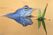 Moorfrosch - Rana arvalis Echte Froesche Sachsen Lurche Froschlurche Maennchen