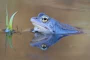 Moorfrosch - Rana arvalis Echte Froesche Sachsen Lurche Froschlurche Maennchen