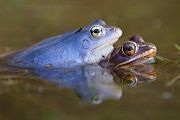 Moorfrosch-Paarung Paarung Moorfroesche Moorfrosch - Rana arvalis Echte Froesche Sachsen Lurche Froschlurche Maennchen