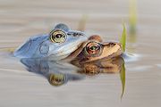 Moorfrosch-Paarung Paarung Moorfroesche Moorfrosch - Rana arvalis Echte Froesche Sachsen-Anhalt Lurche Froschlurche Maennchen