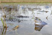 Moorfrosch-Moorfroesche Moorfrosch - Rana arvalis Echte Froesche Sachsen-Anhalt Lurche Froschlurche Maennchen