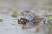 Moorfrosch-Paarung Paarung Moorfroesche Moorfrosch - Rana arvalis Echte Froesche Sachsen-Anhalt Lurche Froschlurche Maennchen