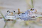 Moorfrosch-Moorfroesche Moorfrosch - Rana arvalis Echte Froesche Sachsen-Anhalt Lurche Froschlurche Maennchen