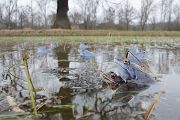 Moorfrosch-Moorfroesche Moorfrosch - Rana arvalis Echte Froesche Sachsen-Anhalt Lurche Froschlurche Maennchen