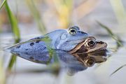 Moorfrosch-Moorfroesche Moorfrosch - Rana arvalis Echte Froesche Sachsen-Anhalt Lurche Froschlurche Maennchen