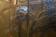 Moorfrosch-Moorfroesche Moorfroesche - Rana arvalis Echte Froesche Sachsen-Anhalt Lurche Froschlurche Maennchen Laich Ablaichen Amphibien Unterwasseraufnahme Ewa Marine UW-Beutel Laichketten Laich