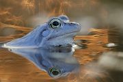 Moorfrosch-Moorfroesche Moorfrosch - Rana arvalis Echte Froesche Sachsen-Anhalt Lurche Froschlurche Maennchen Laich Ablaichen Amphibien Unterwasseraufnahme Ewa Marine UW-Beutel Laichketten Laich