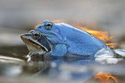Moorfrosch-Moorfroesche Moorfroesche - Rana arvalis Echte Froesche Sachsen-Anhalt Lurche Froschlurche Maennchen Laich Ablaichen Amphibien Unterwasseraufnahme Ewa Marine UW-Beutel Laichketten Laich Amphibien Unterwasseraufnahme Ewa Marine UW-Beutel Laichketten Laich