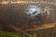 Moorfrosch-Moorfroesche Moorfroesche - Rana arvalis Echte Froesche Sachsen-Anhalt Lurche Froschlurche Maennchen Laich Ablaichen Amphibien Unterwasseraufnahme Ewa Marine UW-Beutel Laichketten Laich