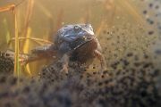 Moorfrosch-Moorfroesche Moorfroesche - Rana arvalis Echte Froesche Sachsen-Anhalt Lurche Froschlurche Maennchen Laich Ablaichen Amphibien Unterwasseraufnahme Ewa Marine UW-Beutel Laichketten Laich