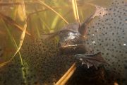 Moorfrosch-Moorfroesche Moorfroesche - Rana arvalis Echte Froesche Sachsen-Anhalt Lurche Froschlurche Maennchen Laich Ablaichen Amphibien Unterwasseraufnahme Ewa Marine UW-Beutel Laichketten Laich