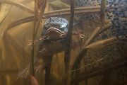 Moorfrosch-Moorfroesche Moorfroesche - Rana arvalis Echte Froesche Sachsen-Anhalt Lurche Froschlurche Maennchen Laich Ablaichen Amphibien Unterwasseraufnahme Ewa Marine UW-Beutel Laichketten Laich