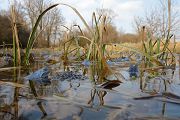 Moorfrosch-Moorfroesche Moorfroesche - Rana arvalis Echte Froesche Sachsen-Anhalt Lurche Froschlurche Maennchen Laich Ablaichen Amphibien Unterwasseraufnahme Ewa Marine UW-Beutel Laichketten Laich