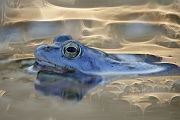 Moorfrosch-Moorfroesche Moorfroesche - Rana arvalis Echte Froesche Sachsen-Anhalt Lurche Froschlurche Maennchen Laich Ablaichen Amphibien Unterwasseraufnahme Ewa Marine UW-Beutel Laichketten Laich