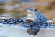 Moorfrosch-Moorfroesche Moorfroesche - Rana arvalis Echte Froesche Sachsen-Anhalt Lurche Froschlurche Maennchen Laich Ablaichen Amphibien Unterwasseraufnahme Ewa Marine UW-Beutel Laichketten Laich