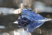 Moorfrosch-Moorfroesche Moorfroesche - Rana arvalis Echte Froesche Sachsen-Anhalt Lurche Froschlurche Maennchen Laich Ablaichen Amphibien Unterwasseraufnahme Ewa Marine UW-Beutel Laichketten Laich