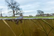 Moorfrosch-Moorfroesche Moorfroesche - Rana arvalis Echte Froesche Sachsen-Anhalt Lurche Froschlurche Maennchen Laich Ablaichen Amphibien Unterwasseraufnahme Ikelite Laichketten Laich