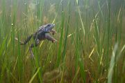 Moorfrosch-Moorfroesche Moorfroesche - Rana arvalis Echte Froesche Sachsen-Anhalt Lurche Froschlurche Maennchen Laich Ablaichen Amphibien Unterwasseraufnahme Ikelite Laichketten Laich