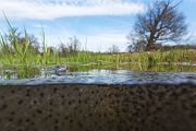 Moorfrosch-Moorfroesche Moorfroesche - Rana arvalis Echte Froesche Sachsen-Anhalt Lurche Froschlurche Maennchen Laich Ablaichen Amphibien Unterwasseraufnahme Ikelite Laichketten Laich