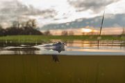 Moorfrosch-Moorfroesche Moorfroesche - Rana arvalis Echte Froesche Sachsen-Anhalt Lurche Froschlurche Maennchen Laich Ablaichen Amphibien Unterwasseraufnahme Ikelite Laichketten Laich