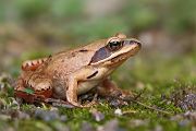 Springfrosch - Rana dalmatina
