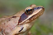 Springfrosch - Rana dalmatina