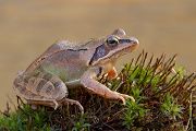 Springfrosch - Rana dalmatina Sachsen Muldental Grimma Froesche Lurche Echte Froesche