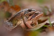 Springfrosch-Paarung -Springfroesche Springfrosch Paarung Rana dalmatina Sachsen Muldental Grimma Froesche Lurche Echte Froesche