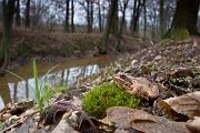 Springfrosch - Rana dalmatina Sachsen Muldental Grimma Froesche 