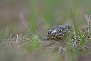 Grasfrosch - Rana temporaria