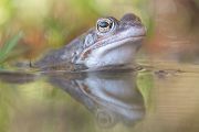 Grasfrosch - Rana temporaria Echte Froesche Sachsen Lurche Froschlurche Maennchen